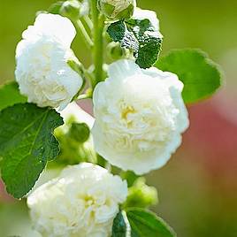 Hollyhock Chaters White